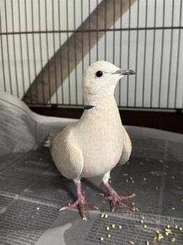 Tweety -  Dove Bird for Adoption in Montreal, Quebec - Tweety | PetCurious