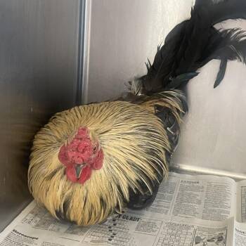 IVHS-Stray-142299 -  Chicken Bird for Adoption in San Gabriel, California - IVHS-Stray-142299 | PetCurious