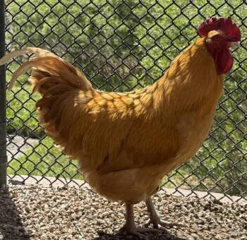 Chicken Birds Available for Adoption in Golden, Colorado - MacAroni | PetCurious