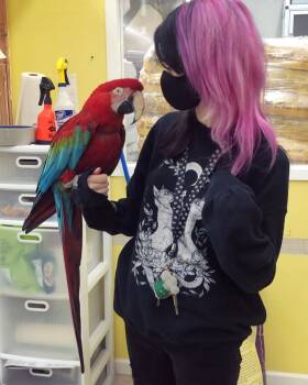 Rescue Macaw and Green Winged Macaw and Scarlet Chested Parrot Birds for Adoption in Dallas, Texas - Sunny  | PetCurious