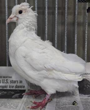 Cotton -  Pigeon Bird for Adoption in Elizabeth, Colorado - Cotton | PetCurious