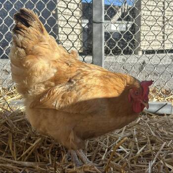 Eleanor (lays eggs!) -  Chicken Bird for Adoption in Burlingame, California - Eleanor (lays Eggs!) | PetCurious