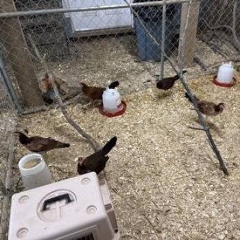 Chickens -  Chicken Bird for Adoption in Philadelphia, Pennsylvania - Chickens | PetCurious