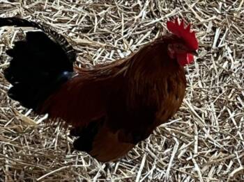 Chicken Birds Available for Adoption in Derwood, Maryland - RODIMUS PRIME | PetCurious