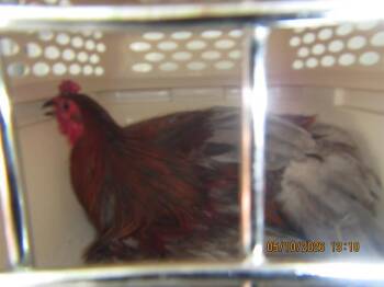 Chicken Birds Available for Adoption in Santa Rosa, California - A441698 | PetCurious