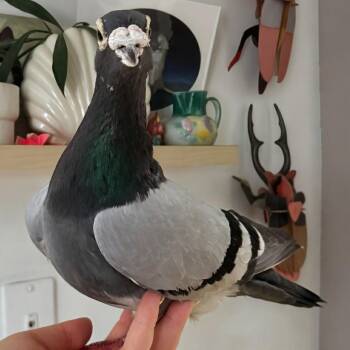 Rumples -  Pigeon Bird for Adoption in Chicago, Illinois - Rumples | PetCurious