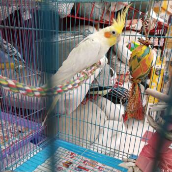 Cockatiel Birds Available for Adoption in Modesto, California - Mulligan | PetCurious