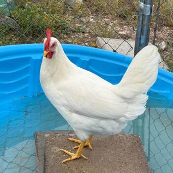Remus -  Chicken Bird for Adoption in Cheyenne, Wyoming - Remus | PetCurious