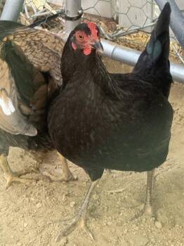 Chicken Birds Available for Adoption in Ontario, California - GERTRUDE | PetCurious