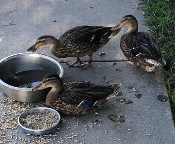 Vanilla / Latte / Spice -  Duck Bird for Adoption in Eagle Mountain, Utah - Vanilla / Latte / Spice | PetCurious