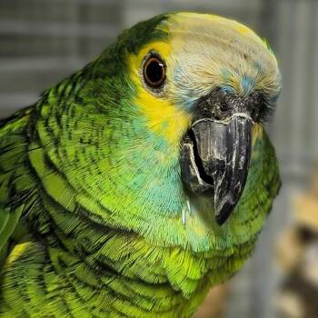 Cruiser -  Amazon Bird for Adoption in Elizabeth, Colorado - Cruiser | PetCurious