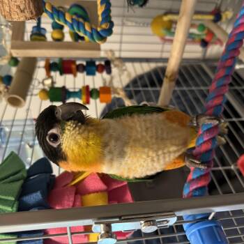Beto (Anchorage) -  Caique Bird for Adoption in Anchorage, Alaska - Beto (Anchorage) | PetCurious