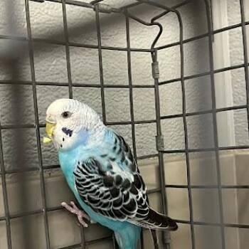 FAN -  Parakeet Bird for Adoption in Las Vegas, Nevada - FAN | PetCurious
