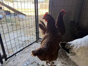 COCOA -  Chicken Bird for Adoption in Santa Cruz, California - COCOA | PetCurious
