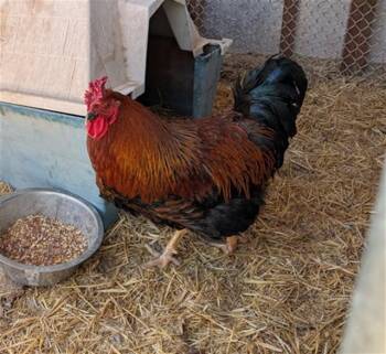 Chicken Birds Available for Adoption - HENRY | PetCurious