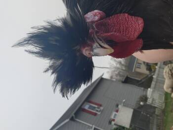 Chicken Birds Available for Adoption - Rod Stewart | PetCurious