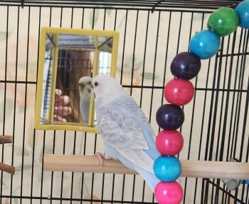 Aqua -  Parakeet Bird for Adoption in Clayton, New Jersey - Aqua | PetCurious