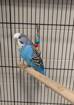 Parakeet Birds Available for Adoption in Leesburg, Virginia - TOAST | PetCurious