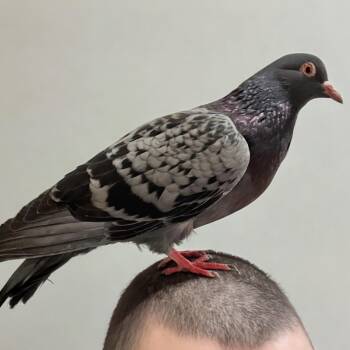 Talos -  Pigeon Bird for Adoption in Chicago, Illinois - Talos | PetCurious
