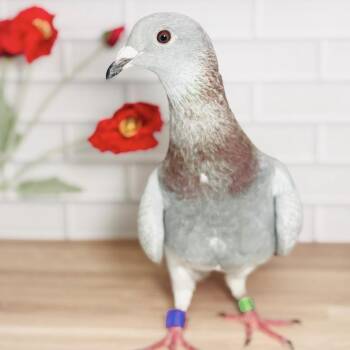 Pigeon Birds Available for Adoption in Chicago, Illinois - Winnebago | PetCurious