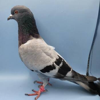 Sapphire -  Pigeon Bird for Adoption in Chicago, Illinois - Sapphire | PetCurious