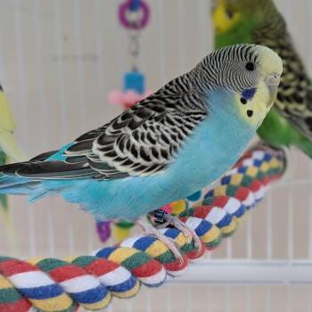 Ryder -  Parakeet Bird Available for Adoption in Kanab, Utah - Ryder | PetCurious