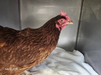 A332938 -  Chicken Bird for Adoption in Santa Cruz, California - A332938 | PetCurious