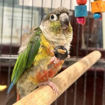 Bow -  Conure Bird for Adoption in Freeport, Florida - Bow | PetCurious