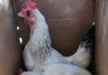 1-9 -  Chicken Bird for Adoption in San Antonio, Texas - 1-9 | PetCurious