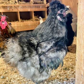 Bluey -  Chicken Bird for Adoption in Fairport, New York - Bluey | PetCurious