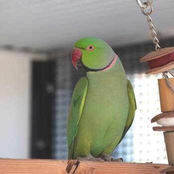 Parakeet Birds Available for Adoption in Kanab, Utah - Peanut | PetCurious