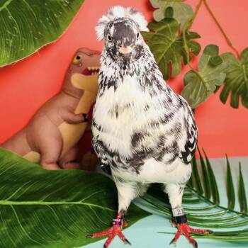 Dr. Ian Malcolm -  Pigeon Bird for Adoption in Chicago, Illinois - Dr. Ian Malcolm | PetCurious