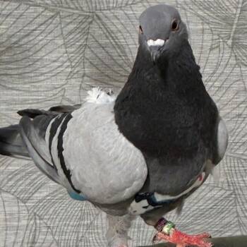 Hiccup -  Pigeon Bird for Adoption in Chicago, Illinois - Hiccup | PetCurious