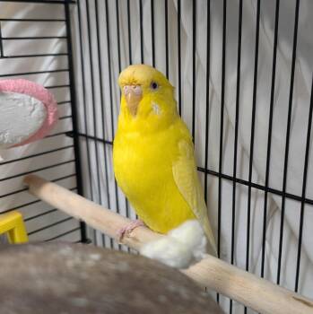Morticia -  Parakeet Bird for Adoption in Fall River, Massachusetts - Morticia | PetCurious