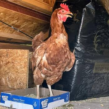 SVAS-Stray-38885 -  Chicken Bird for Adoption in Lyndhurst, Virginia - SVAS-Stray-38885 | PetCurious