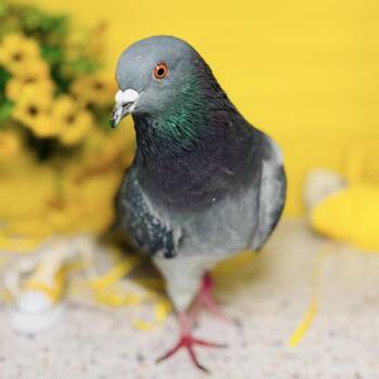 Thing Two -  Pigeon Bird for Adoption in Chicago, Illinois - Thing Two | PetCurious