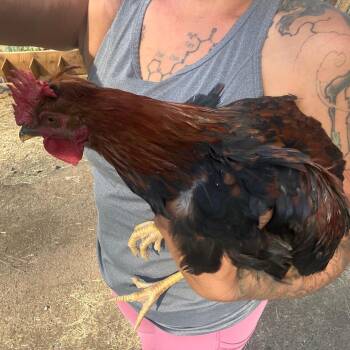 35 Young Roosters Urgently Need Homes -  Chicken Bird for Adoption in Lakehead, California - 35 Young Roosters Urgently Need Homes | PetCurious