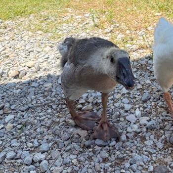 Goose Birds Available for Adoption in Pauls Valley, Oklahoma - Guacamole | PetCurious