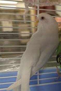 CHUM CHUM -  Budgie Budgerigar Bird for Adoption in Colorado Springs, Colorado - CHUM CHUM | PetCurious
