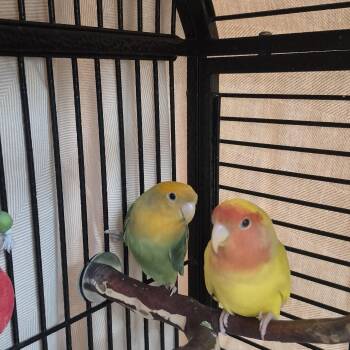 Parakeet Birds Available for Adoption in New Westminster, British Columbia - Kurt And Courtney  | PetCurious