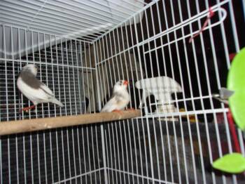 Finch and Canary Birds Available for Adoption in Brecksville, Ohio - Zebra Finches (pair) | PetCurious