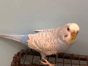 Beethoven -  Parakeet Bird for Adoption in Woodbury, Minnesota - Beethoven | PetCurious