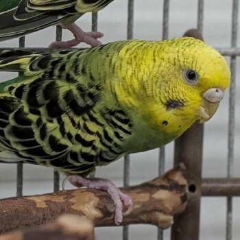 Parakeet Birds Available for Adoption in Kanab, Utah - Freddie | PetCurious
