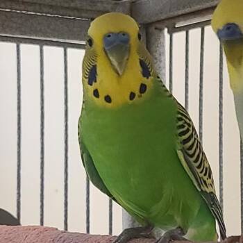 Parakeet Birds Available for Adoption in Kanab, Utah - Fish | PetCurious