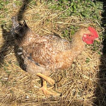 Phil -  Chicken Bird for Adoption in Quakertown, Pennsylvania - Phil | PetCurious