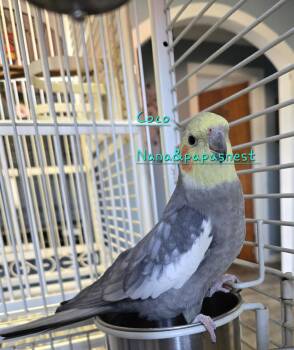Cockatiel Birds Available for Adoption in Wakefield, Virginia - Coco | PetCurious