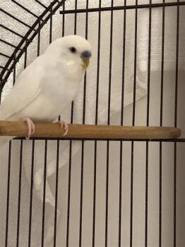 Megatron (blanc) -  Parakeet Bird for Adoption in Montreal, Quebec - Megatron (blanc) | PetCurious