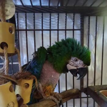 Stevie -  Macaw Bird for Adoption in Modesto, California - Stevie | PetCurious