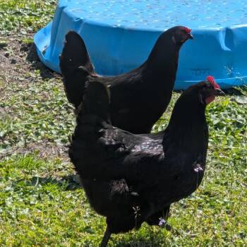 Chicken Birds Available for Adoption in Newport, North Carolina - Inky | PetCurious