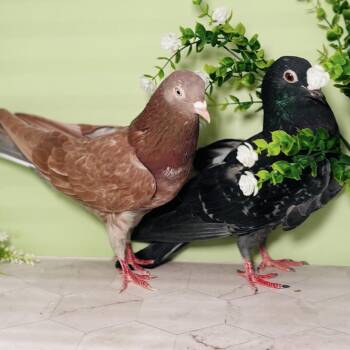 Pigeon Birds Available for Adoption - Ginger & Fiddle (married Couple) | PetCurious
